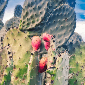 prickly pear for your skin